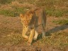 Lioness