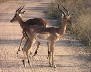 Impala
