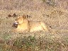 Lioness