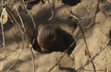 Dwarf Mongoose