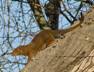 Mongoose