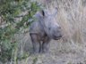 Baby White Rhino