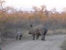 Rhino on road from Lodge