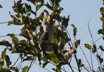 Hornbill in bush