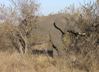 Elephant gets tree roots