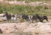 Zebra herd at Waterhole
