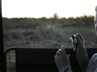 Lioness from Safari vehicle