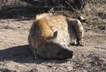 Hyena sleeping