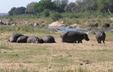 Hippo Group