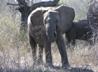 Young Elephant