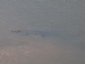 Crocodile in Kruger Park